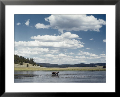 A Bull Moose Wades Through A Lake Where He Has Come To Feed On Aquatic Plants by Dr. Maurice G. Hornocker Pricing Limited Edition Print image