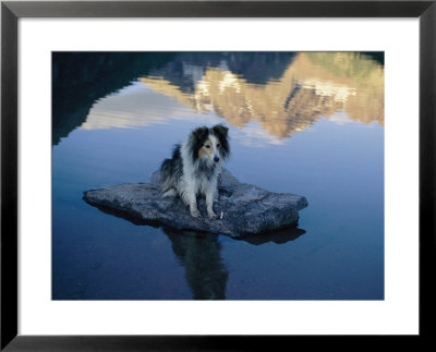 A Dog Perches Upon A Rock In The Middle Of A Glassy Lake by Joel Sartore Pricing Limited Edition Print image