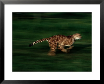 A Cheetah Named Kenya Runs At The Home Of Its Trainer by Michael Nichols Pricing Limited Edition Print image