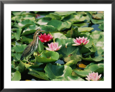 A Green-Backed Heron Sits On A Large Grouping Of Lily Pads by Brian Gordon Green Pricing Limited Edition Print image