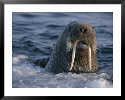 Close View Of A Surfacing Female Atlantic Walrus by Paul Nicklen Pricing Limited Edition Print image