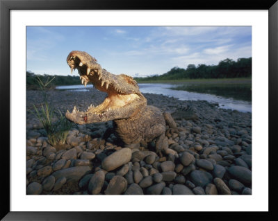 A Black Caiman Opens Its Mouth Wide As A Warning Not To Come Closer by Joel Sartore Pricing Limited Edition Print image