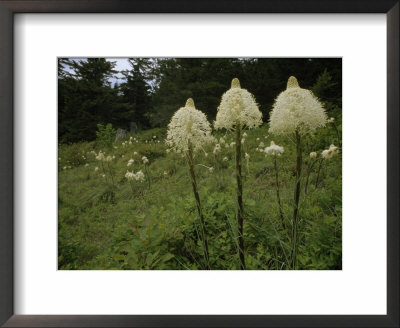 Bear Grass Flowers, Mount Hood National Forest, Oregon by Phil Schermeister Pricing Limited Edition Print image