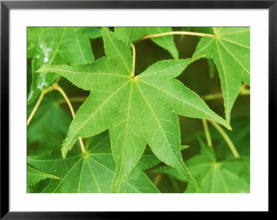 Acer Palmatum, Lutescens (Japanese Maple) by Mark Bolton Pricing Limited Edition Print image