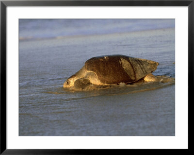 Pacific Ridley Sea Turtle, Oaxaca, Mexico by Patricio Robles Gil Pricing Limited Edition Print image