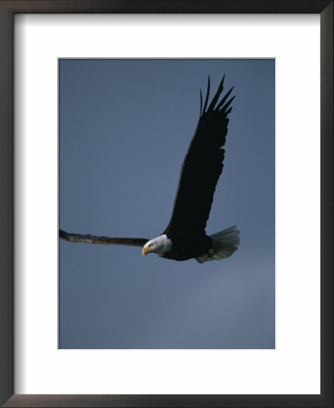 An American Bald Eagle In Flight by Roy Toft Pricing Limited Edition Print image