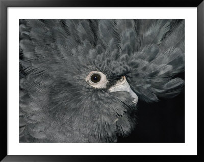 The Ruffled Feathers On The Head Of A Red-Tailed Black Cockatoo by Jason Edwards Pricing Limited Edition Print image