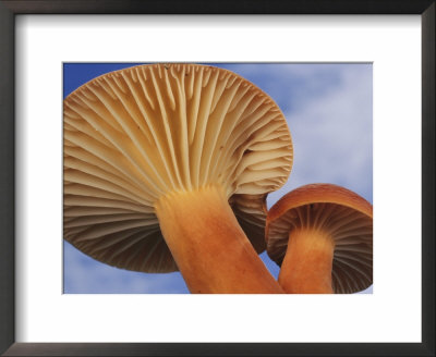 Milky Cap Mushrooms Propagate By Gently Launching Spores From Their Gills by Darlyne A. Murawski Pricing Limited Edition Print image