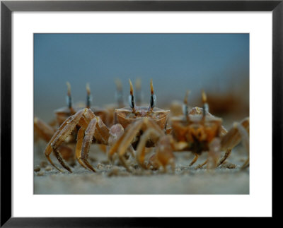Ghost Crabs (Ocypode Albicans) Scuttling In Formation by Michael Nichols Pricing Limited Edition Print image