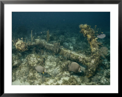 An Encrusted Anchor Sits On The Ocean Floor Off The Coast Of Key Largo, Florida by Wolcott Henry Pricing Limited Edition Print image