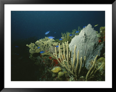 A View Of An Active Reef With Corals, Fish, Sea Fans, Etc by Raul Touzon Pricing Limited Edition Print image