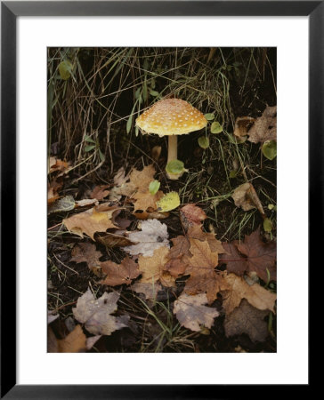 Maple Leaves Frame A Fly Agaric Mushroom by Lowell Georgia Pricing Limited Edition Print image