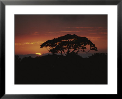 A Rain Forest Tree Silhouetted Against The Evening Sky by Michael Melford Pricing Limited Edition Print image