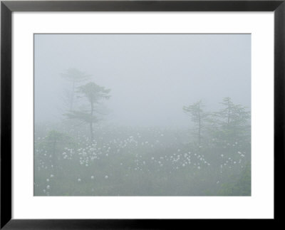 Cotton Grass Swamp And Spruce Trees In Fog On Brocken Mountain by Norbert Rosing Pricing Limited Edition Print image