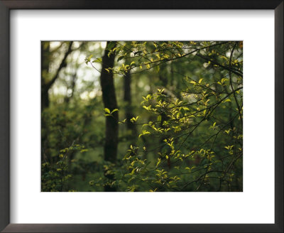 A Woodland View With American Holly Tree In Foreground by Raymond Gehman Pricing Limited Edition Print image