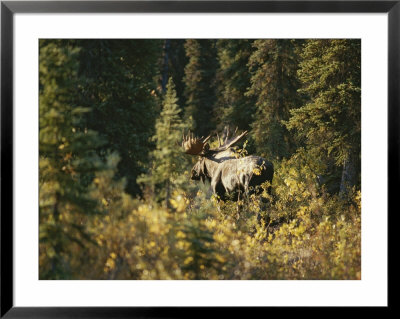 A Moose In Denali National Park by Paul Nicklen Pricing Limited Edition Print image