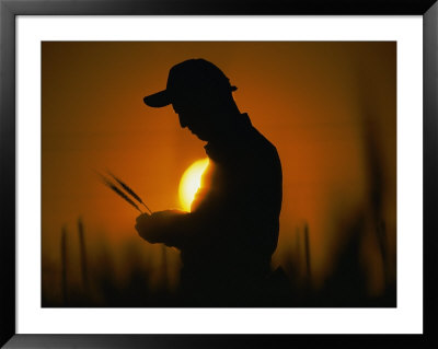 Silhouetted Botanist Examining Grain by Steve Raymer Pricing Limited Edition Print image