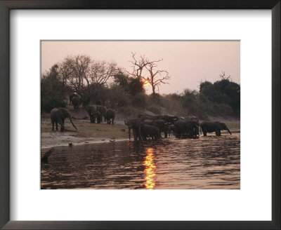 African Elephants Drinking From The Chobe River At Sunset by Michael S. Lewis Pricing Limited Edition Print image