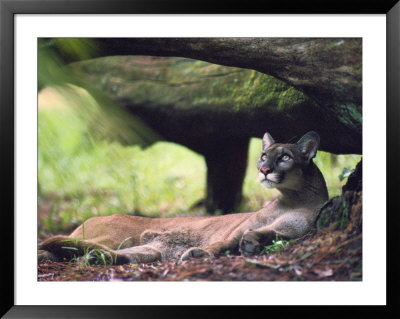 A Florida Panther by Melissa Farlow Pricing Limited Edition Print image