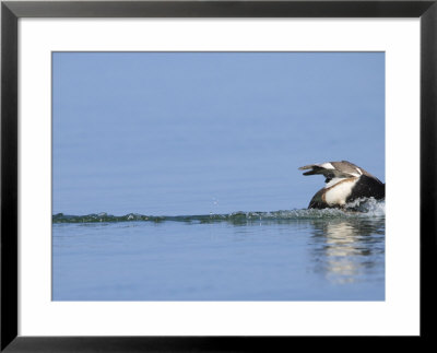 Red-Crested Pochard, Male Landing On Water, Lake Geneva, Switzerland by Elliott Neep Pricing Limited Edition Print image