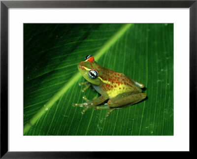 Frog, Madagascar by Kenneth Day Pricing Limited Edition Print image