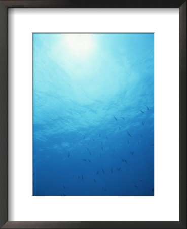 School Of Fish Off Grand Cayman Island, Western Caribbean Sea by James P. Blair Pricing Limited Edition Print image