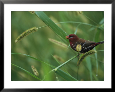 Strawberry Finch Sitting On A Blade Of Grass by Tim Laman Pricing Limited Edition Print image