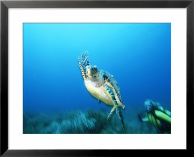 An Endangered Hawksbill Turtle Swims Away From A Diver by Brian J. Skerry Pricing Limited Edition Print image