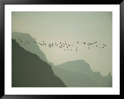 Least Auklets Fly Past The Cliffs Of St. George Island At Dusk by Joel Sartore Pricing Limited Edition Print image