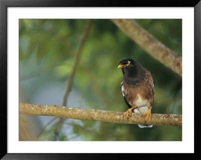 Close View Of A Mynah Bird Perched On A Tree by Tim Laman Pricing Limited Edition Print image