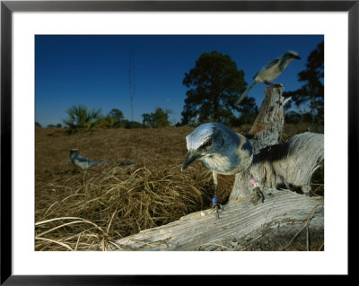 Florida Scrub Jay by Joel Sartore Pricing Limited Edition Print image