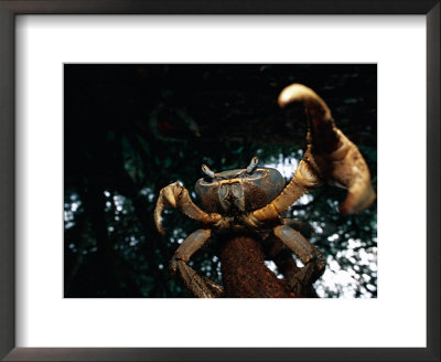 A Crab Perched On A Tree Branch Holds One Of Its Pincers At The Camera by Michael Nichols Pricing Limited Edition Print image