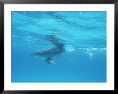 A Spotted Dolphin In The Waters Off The Coast Of Grand Turk Island by Wolcott Henry Pricing Limited Edition Print image