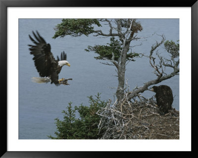 A Parenting Northern American Bald Eagle Brings Food For Its Young by Norbert Rosing Pricing Limited Edition Print image