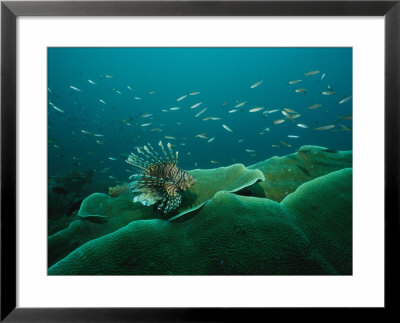 Lionfish And Other Small Fish Swimming Over A Reef Of Large Corals by Tim Laman Pricing Limited Edition Print image