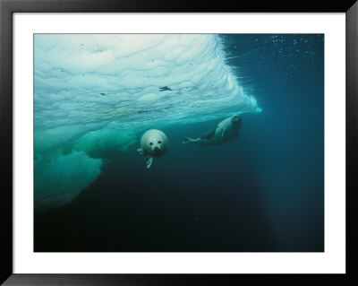 A Whitecoat/Juvenile Harp Seal Swims Gracefully In Icy Canadian Water by Brian J. Skerry Pricing Limited Edition Print image