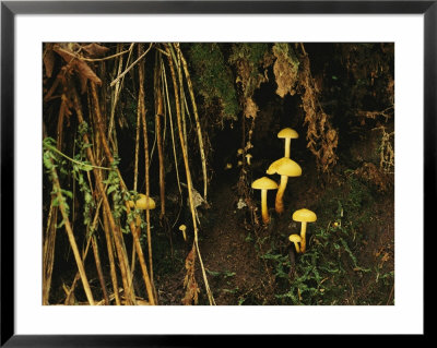Mushrooms And Forest Vegetation, Bayerischer Wald National Park by Norbert Rosing Pricing Limited Edition Print image