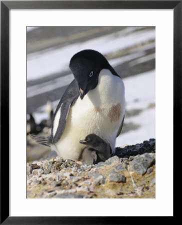An Adelie Penguin, Pygoscelis Adeliae, Sits At Its Parents Feet by Bill Curtsinger Pricing Limited Edition Print image