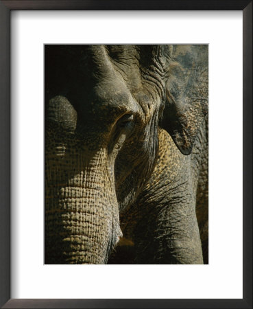 A Close Up Of An Asian Elephant by Vlad Kharitonov Pricing Limited Edition Print image