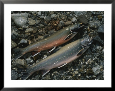 A Pair Of Fresh-Caught Arctic Char by Michael Melford Pricing Limited Edition Print image