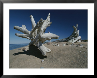 A Shot Of Some Driftwood On A Beach In The Apostle Islands by Raymond Gehman Pricing Limited Edition Print image