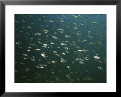 A School Of Cichlid Fish In Lake Malawi by Bill Curtsinger Pricing Limited Edition Print image