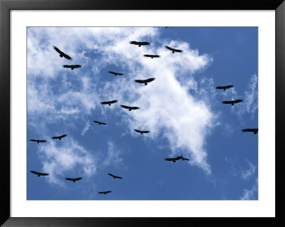 A Group Of Vultures Soars On A Thermal Above An African Plain by Beverly Joubert Pricing Limited Edition Print image