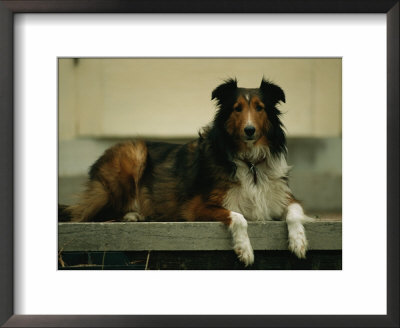 A Shetland Sheepdog On The Back Step Of A Home In Lincoln, Nebraska by Joel Sartore Pricing Limited Edition Print image