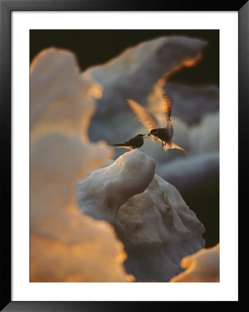 An Arctic Tern Delivers Food To Another by Norbert Rosing Pricing Limited Edition Print image