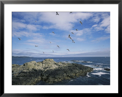 Seabirds Fly Over A Promontory Jutting Into Clayoquot Sound by Joel Sartore Pricing Limited Edition Print image