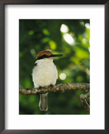 Micronesian Kingfisher Perched On A Tree Branch by Tim Laman Pricing Limited Edition Print image
