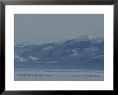 Wapiti Herd, Yellowstone Lake, Yellowstone National Park by Norbert Rosing Pricing Limited Edition Print image