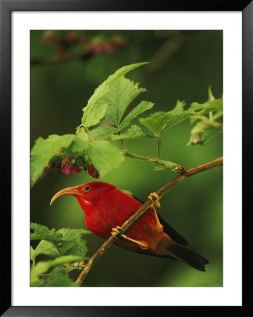 View Of An Iiwi Bird On An Akala Or Hawaiian Raspberry Branch by Chris Johns Pricing Limited Edition Print image