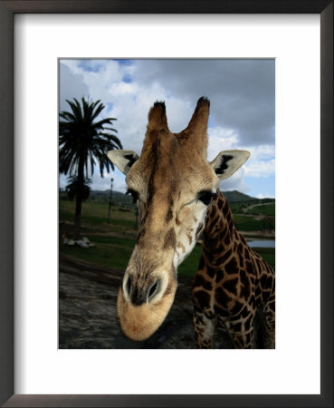 A Giraffe Posing For Its Portrait At The San Diego Wild Animal Park by Wolcott Henry Pricing Limited Edition Print image